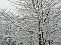 Snow, Blackheath P1070040